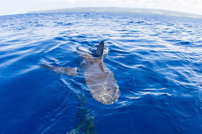 Shark Cage Diving In Oahu - What to Expect