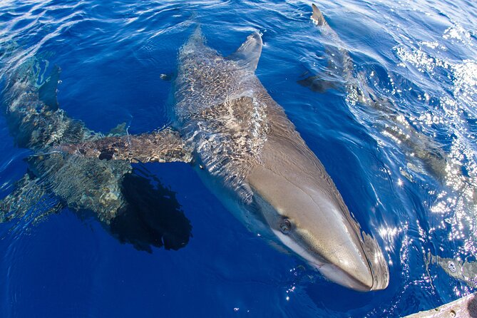 Shark Cage Diving In Oahu - Additional Information and Restrictions
