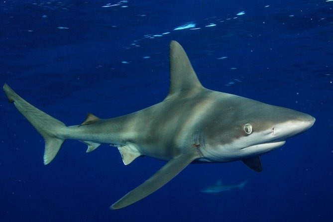 Shark Cage Diving In Oahu - Safety Measures and Equipment Provided