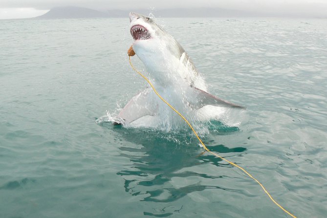 Shark Cage Diving & Viewing Tour in Mossel Bay - Booking and Logistics