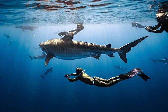 Shark Dive Private Charter No Cage - A Closer Look at the Shark Dive Private Charter No Cage in Oahu