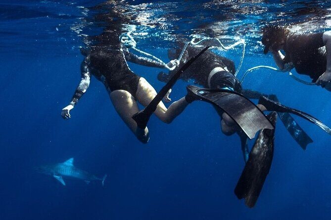 Shark Dive Private Charter No Cage - The Experience in Detail