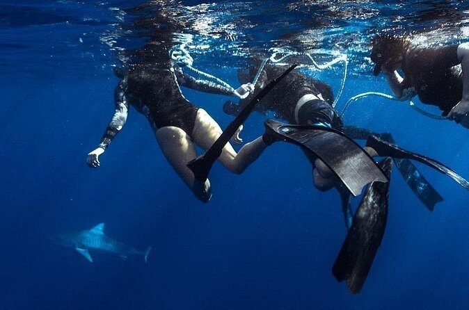 Shark Dive Private Charter No Cage - Final Thoughts: Is It Worth It?