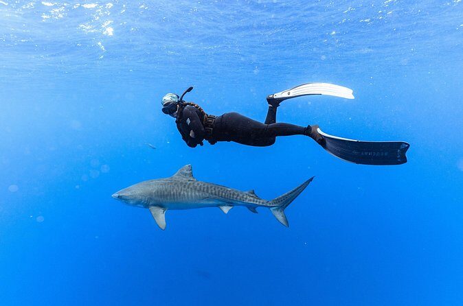 Shark Dive Private Charter No Cage - FAQs