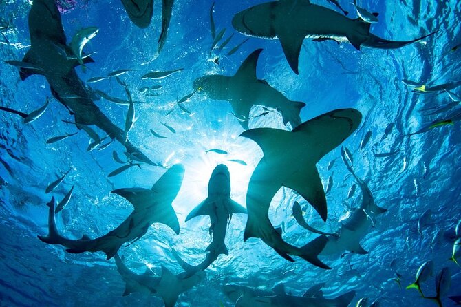 Shark Dive Tour Oahu North Shore - Tour Highlights
