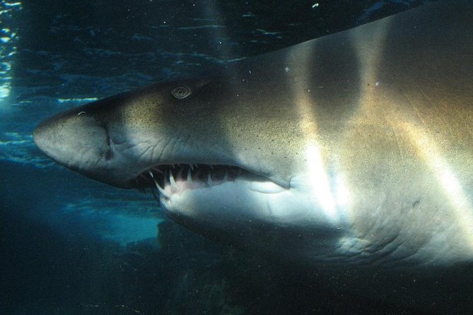 Shark Diving Adventure Penguins in Gansbaai From Cape Town F Day - Dive Gear Provided for Your Convenience