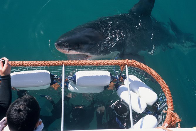 Shark Diving and Viewing Full Day Tour From Cape Town - Tour Details