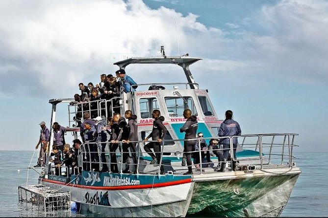 Shark Diving Full Day Guided Return Transfer to Gansbaai From Cape Town - Tour Details and Activities