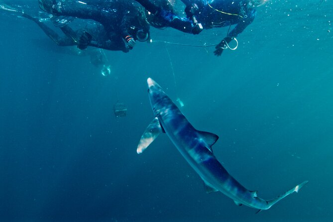 Shark Diving With Blue and Mako Sharks in San Diego - Meeting and Pickup Details