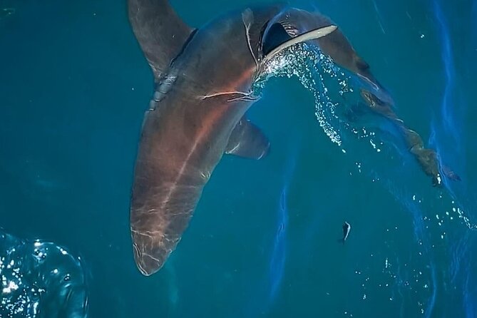 Shark Explorers - Traveler Photos