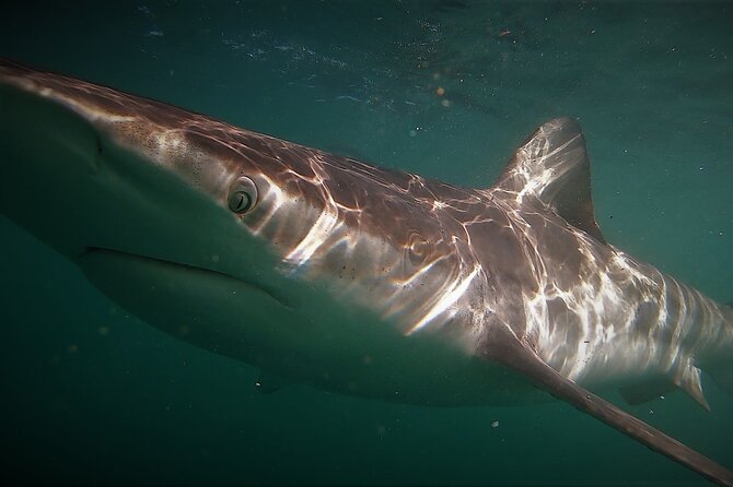 Shark Explorers - Reviews