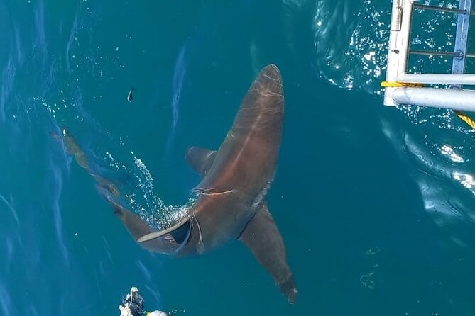 Shark Explorers - Questions