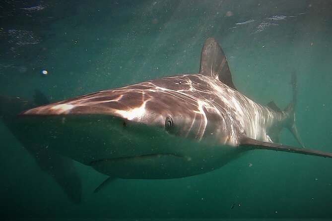 Shark Explorers - Directions