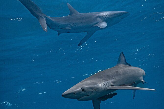Shark Guided Diving Los Cabos - Good To Know