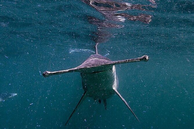 Shark Guided Diving Los Cabos - Why Choose This Tour?