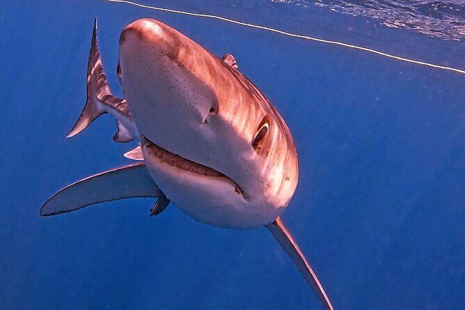 Shark Guided Diving Los Cabos - Who Will Love This Tour?