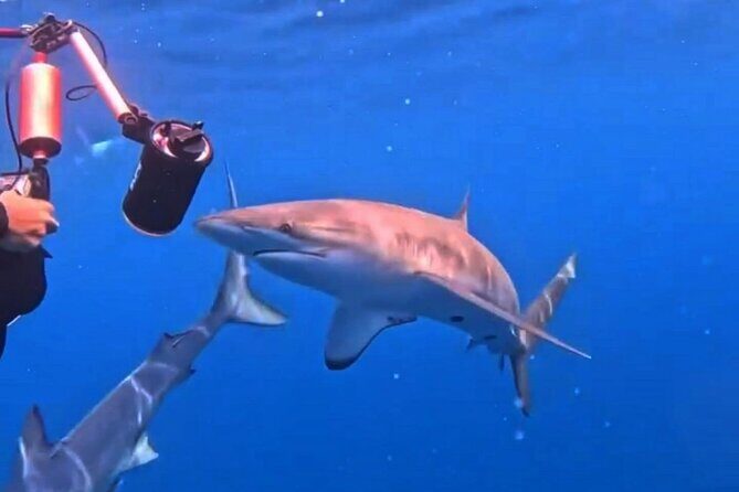 Shark Guided Diving Los Cabos - The Sum Up