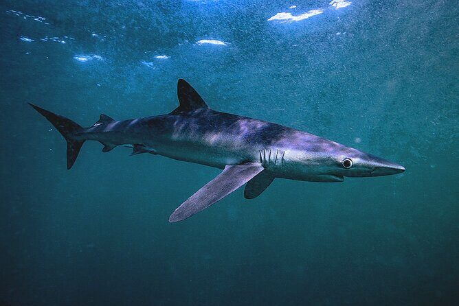 Shark Guided Diving Los Cabos - FAQ