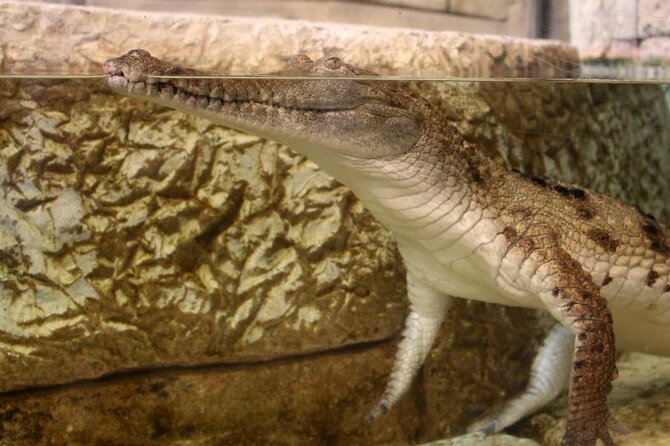 Shark Reef at Mandalay Bay Hotel and Casino - Underwater Tunnels and Sea Monsters Revealed