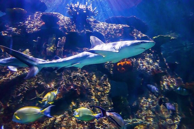 Shark Reef at Mandalay Bay Hotel and Casino - Additional Information