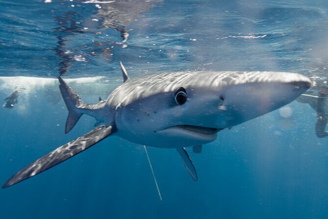 Shark Safari in San Jose del Cabo - Who Will Love This Tour?