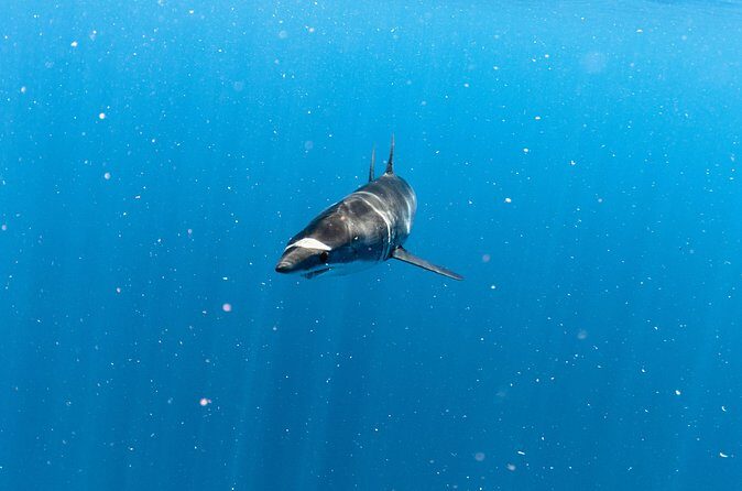 Shark Safari in San Jose del Cabo - FAQs