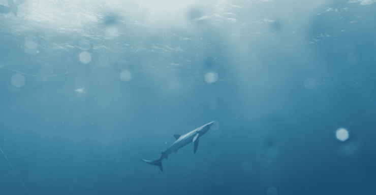 Shark Safari in San Jose Del Cabo - Good To Know