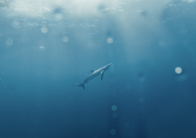Shark Safari in San Jose Del Cabo - Eco-Friendly Practices