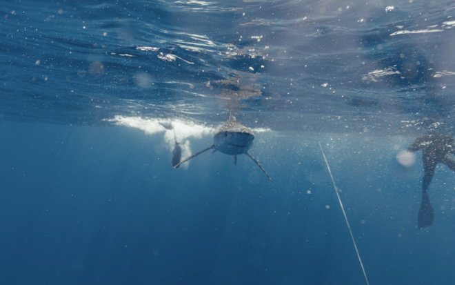 Shark Safari in San Jose Del Cabo - Booking and Cancellation Policy