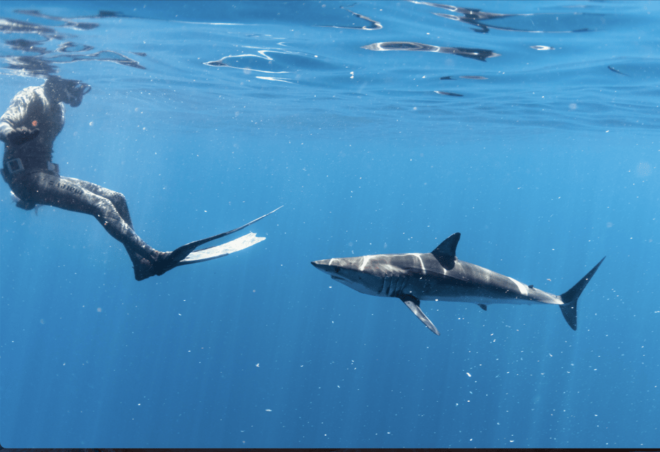Shark Safari in San Jose Del Cabo - Expert Guidance