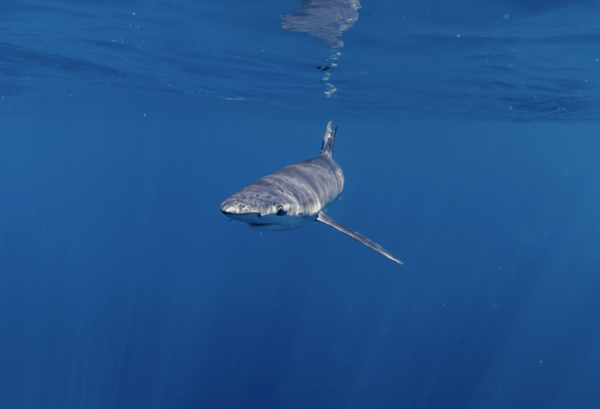 Shark Safari in San Jose Del Cabo - Frequently Asked Questions