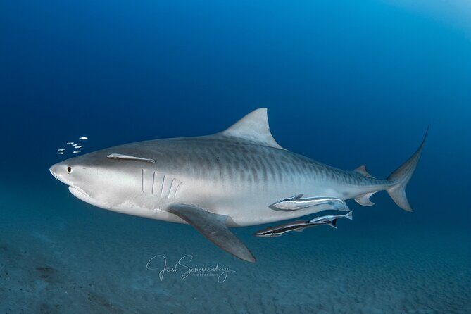 Shark Snorkeling Experience in South Florida - Good To Know