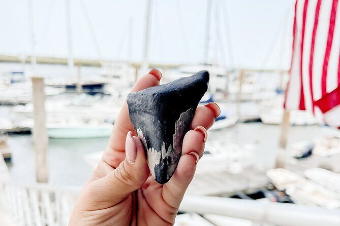 Shark Tooth and Shell Hunting Tour in Charleston, SC - Good To Know