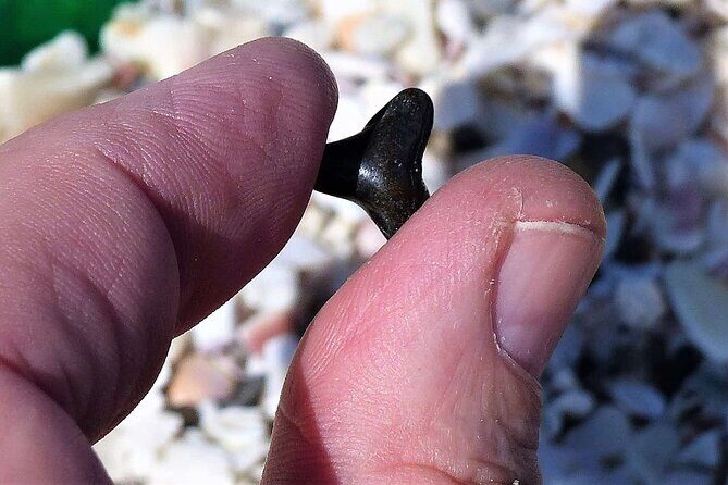 Shark Tooth and Shell Hunting Tour in Charleston, SC - The Experience in Detail