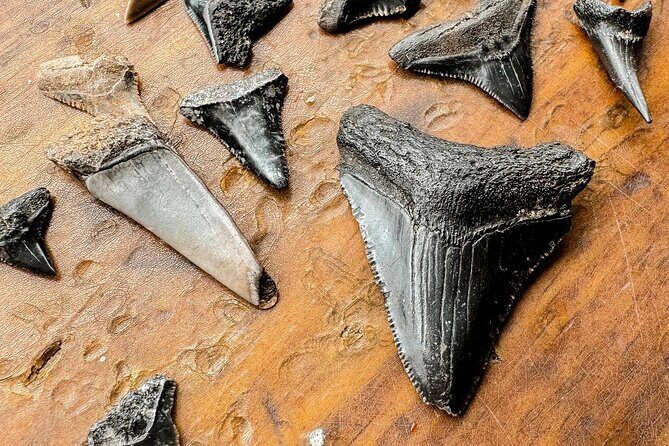 Shark Tooth and Shell Hunting Tour in Charleston, SC - Practical Tips & Considerations
