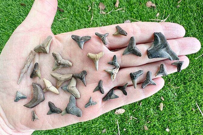 Shark Tooth and Shell Hunting Tour in Charleston, SC - The Sum Up