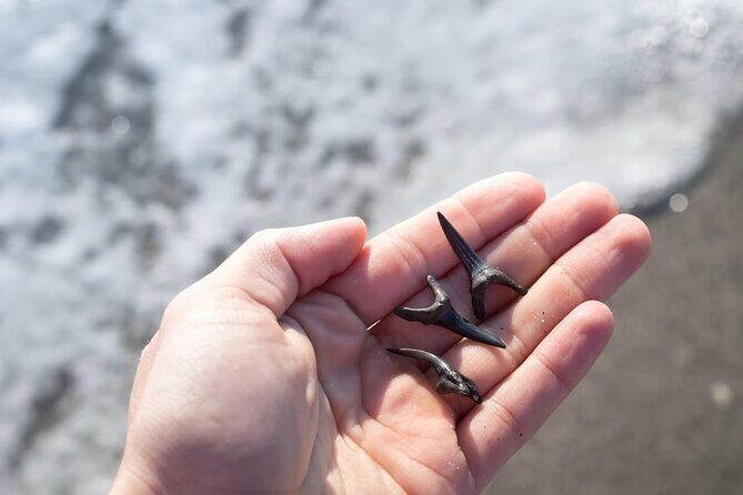 Shark Tooth and Shell Hunting Tour in Charleston, SC - FAQ