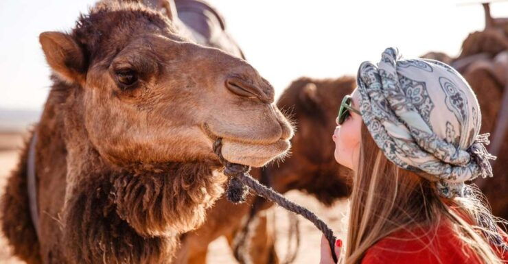 Sharm: Desert Adventures ATV, Buggy, Horse Ride & Camel Ride - Activity Details