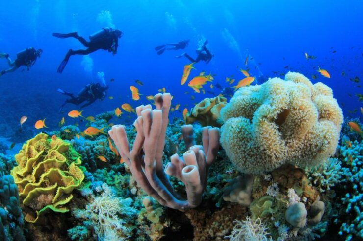Sharm: Diving Boat Cruise Tiran Island W Private Transfers - Instructor and Transportation Information