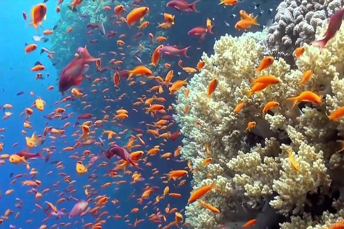 Sharm El Luli Snorkeling Tours - Good To Know