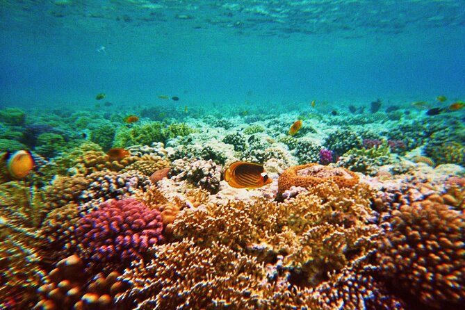 Sharm El Luli Snorkeling Tours - Additional Info