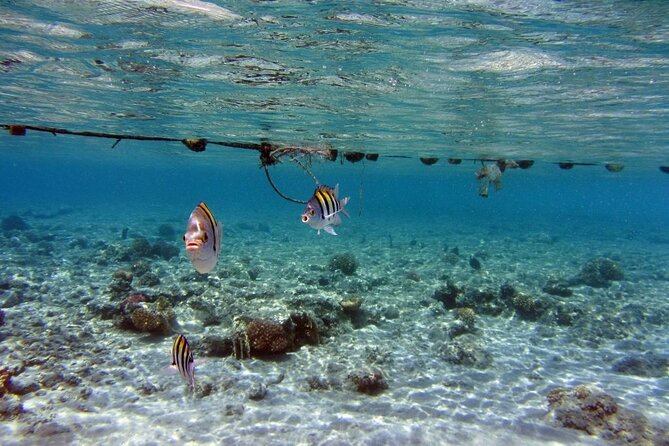 Sharm El Luli Snorkeling Tours - Directions