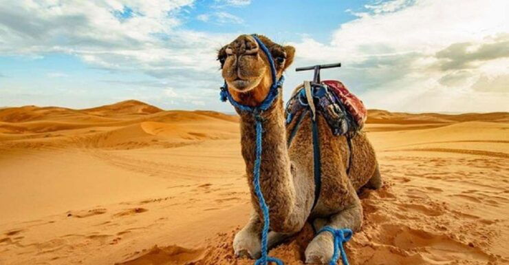 Sharm El Sheikh: ATV Safari and Ras Mohammed National Park - Activity Details