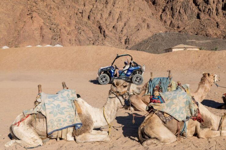 Sharm El-Sheikh: Bedouin Tent and Buggy Desert Day Tour - Tour Duration and Flexibility