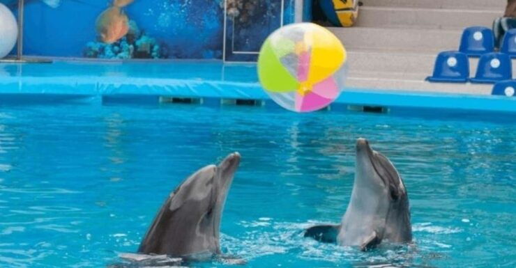 Sharm El-Sheikh: Dolphin Show & Optional Swimming W/Dolphins - Ticket Details