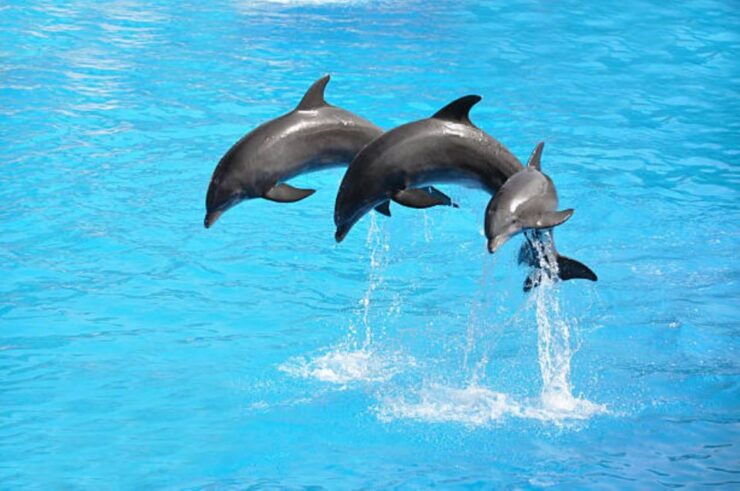 Sharm El-Sheikh: Dolphin Show & Optional Swimming W/Dolphins - Ticket Details