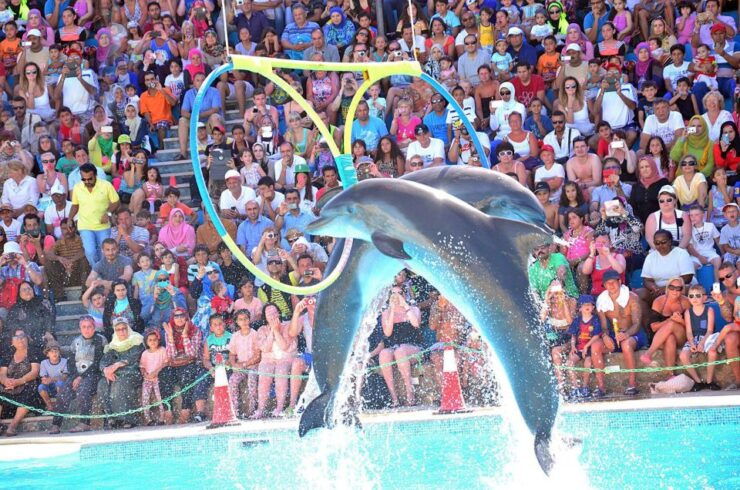Sharm El-Sheikh: Dolphin Show & Optional Swimming W/Dolphins - Free Cancellation Policy