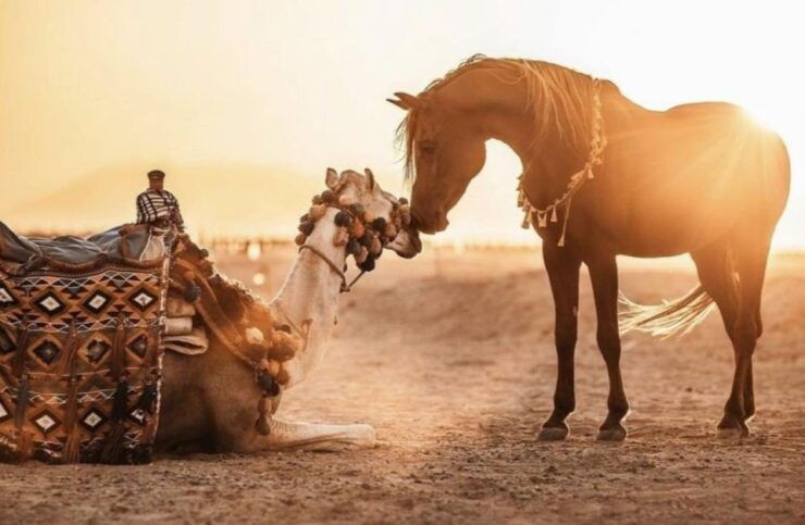 Sharm El Sheikh: Dune Buggy, Horse & Camel Ride W Breakfast - Booking Details
