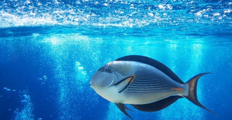 Sharm El-Sheikh: Glass Bottom Boat Coastal Tour - Included Tour Features