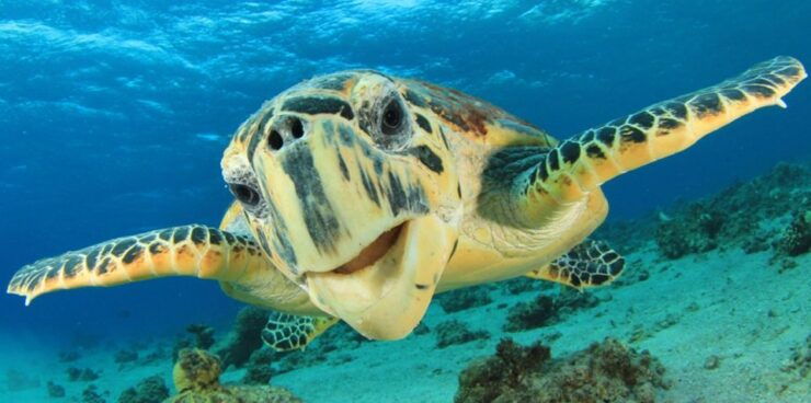 Sharm El Sheikh: Glass Bottom Boat Tour & Private Transfer - Booking Details